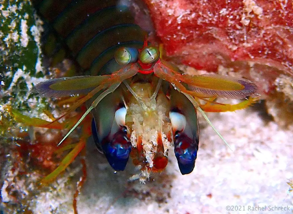 Dark mantis shrimp with eggs hiding out under the coral reef in Cozumel.