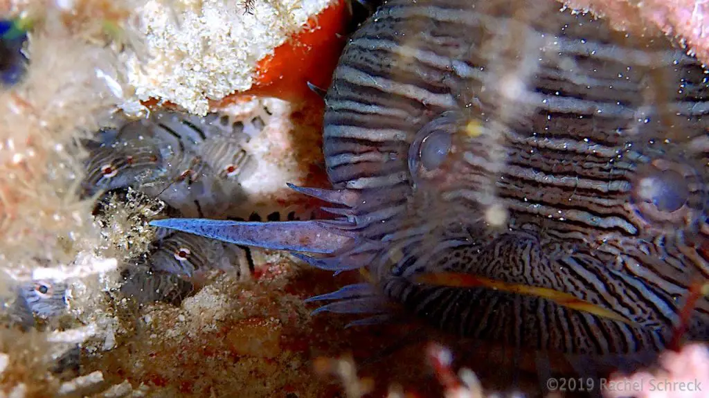 Splendid toadfish babies being guarded by adult fish in Cozumel Mexico.