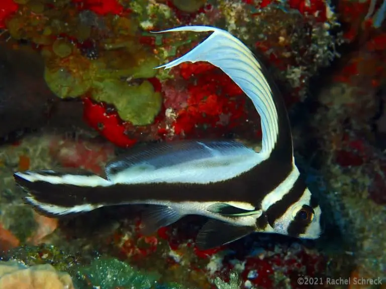 Cozumel Marine Life: Unusual Juveniles
