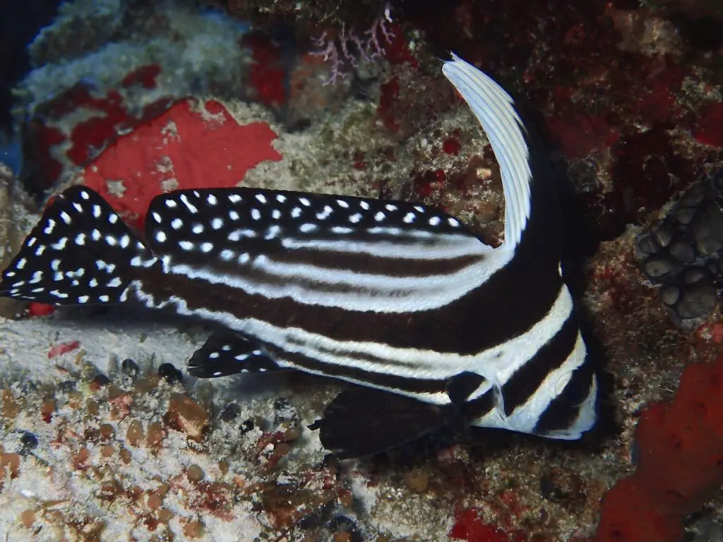 Adult spotted drumfish in Cozumel, showing its spots along dorsal and tail fins.