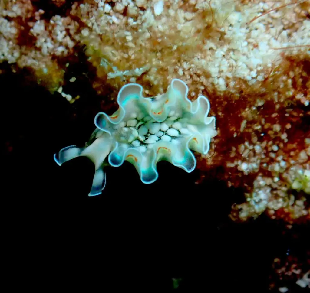 tiny juvenile lettuce sea slug with simple shape and growths