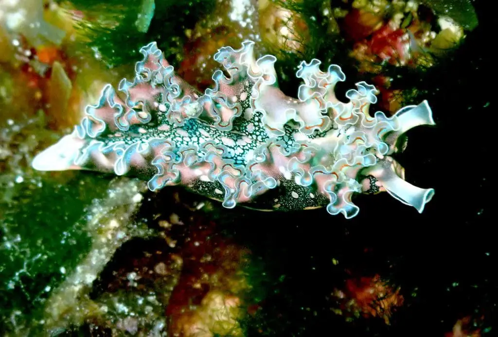 Mature and much more developed lettuce sea slug with complex markings and ruffled skin on back.
