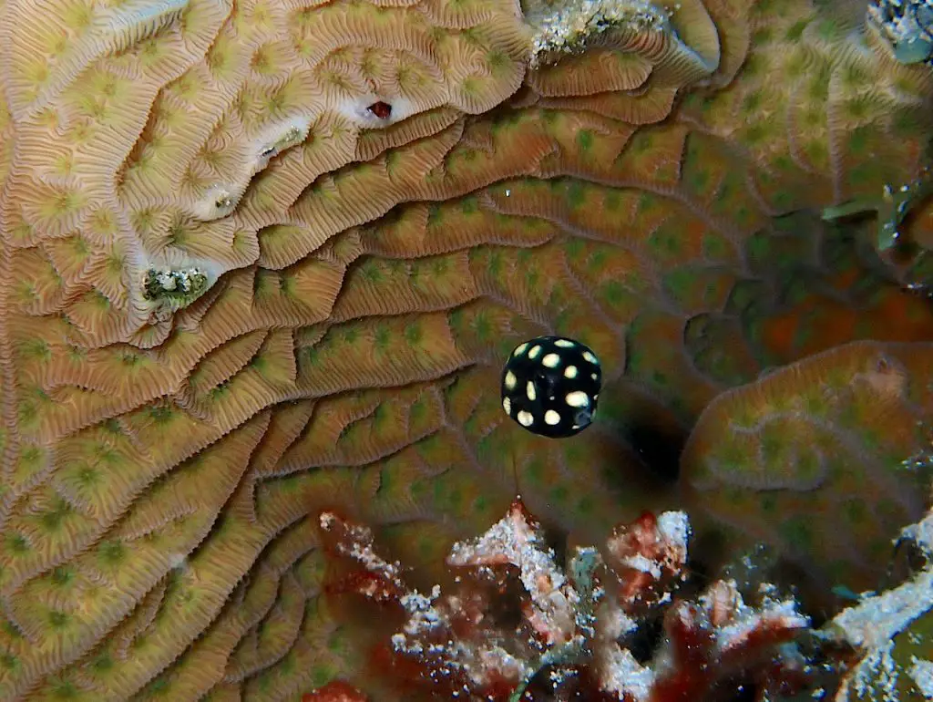 Bean-sized post-larval juvenile smooth trunkfish bobs around some Cozumel coral.