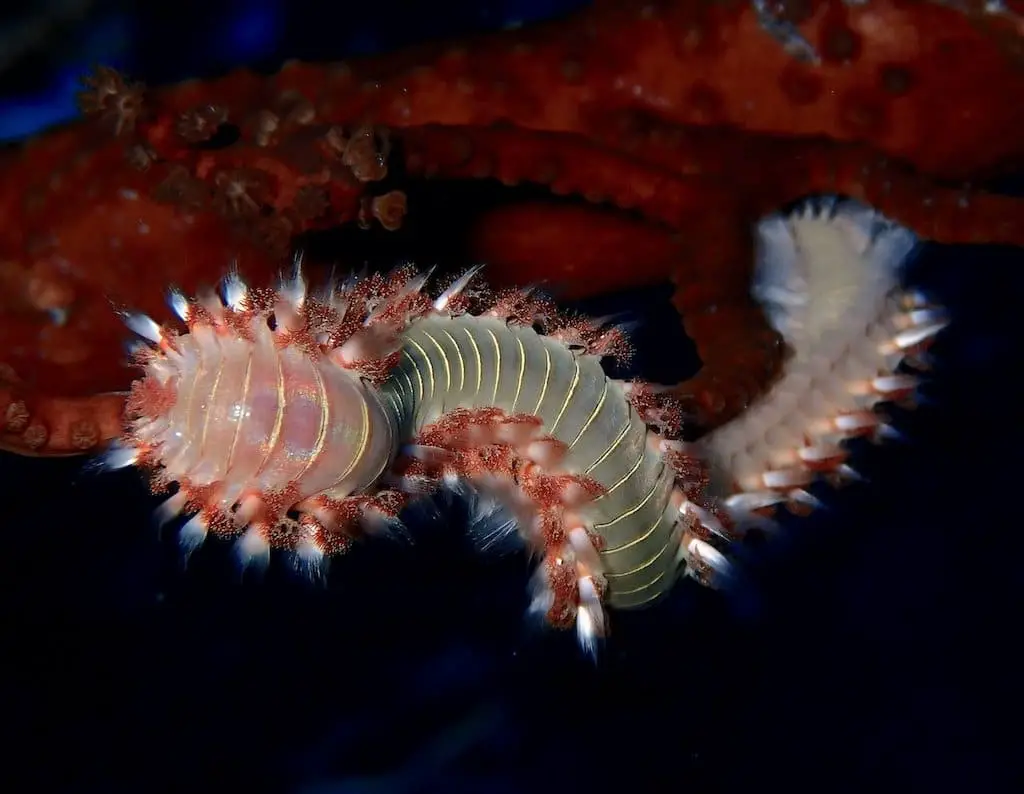 Large adult bearded fireworm with same colors - red with white spikes along its side.