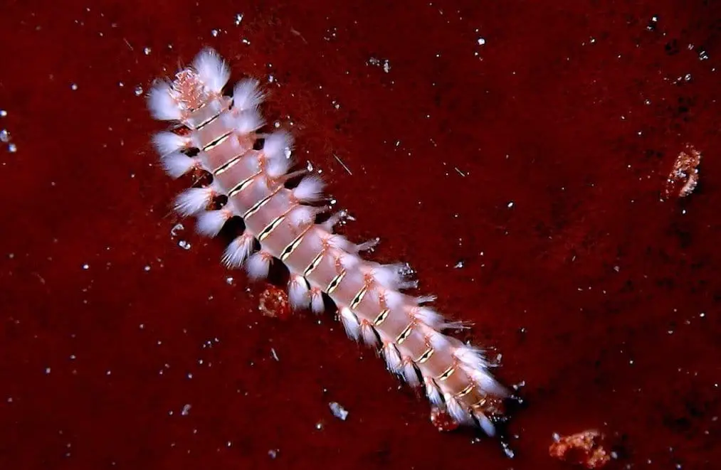 Very tiny juvenile bearded fireworm, red with white spikes along side