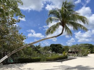 Pretty palm tree at Cozumel's Chankanaab beach park