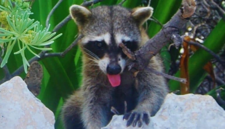 Endemic raccoon species in Cozumel's Punta Sur Eco Park