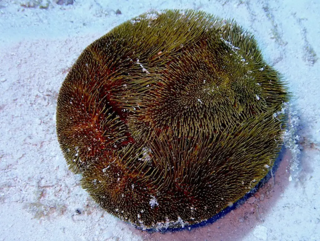Underside of red heart urchin exposing its many many short spikes that cover its whole body. 