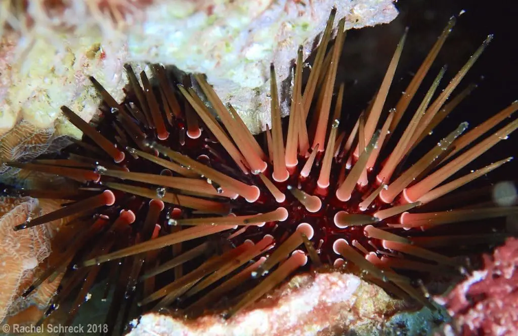 A pair of dark red reef urchins with amber spines.