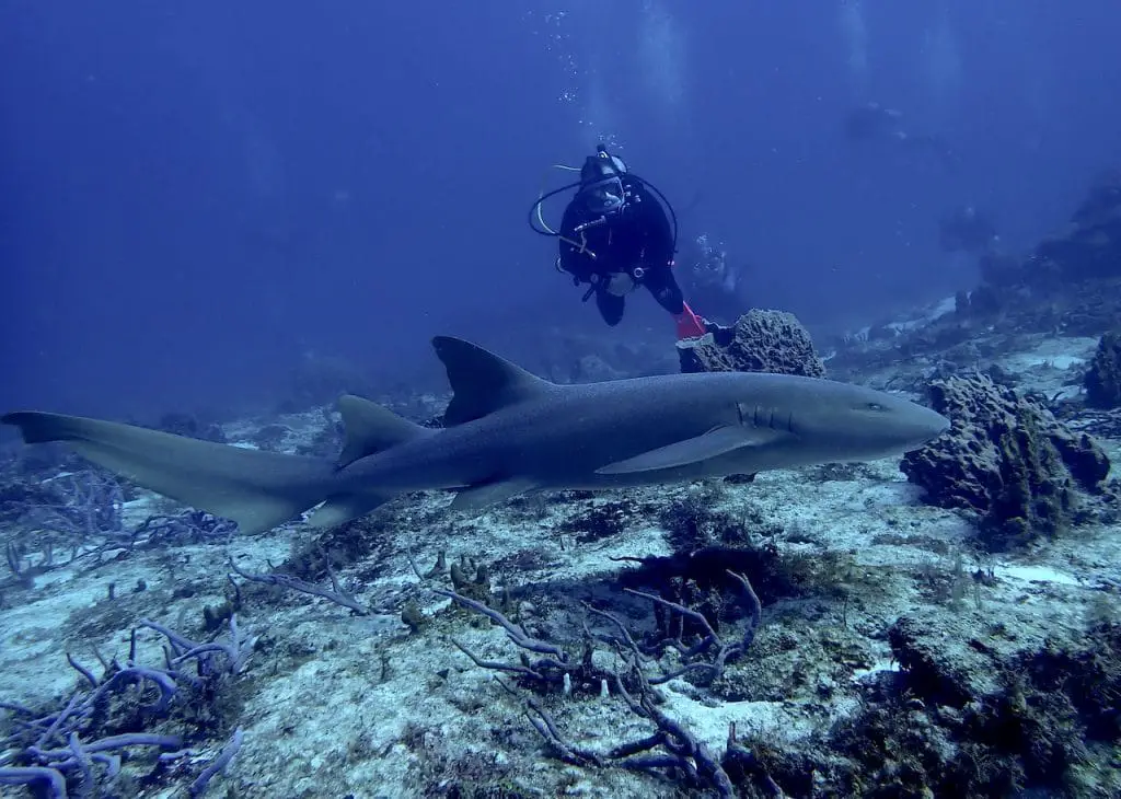 Nurse shark crusing in front of a SCUBA diver in Cozumel.