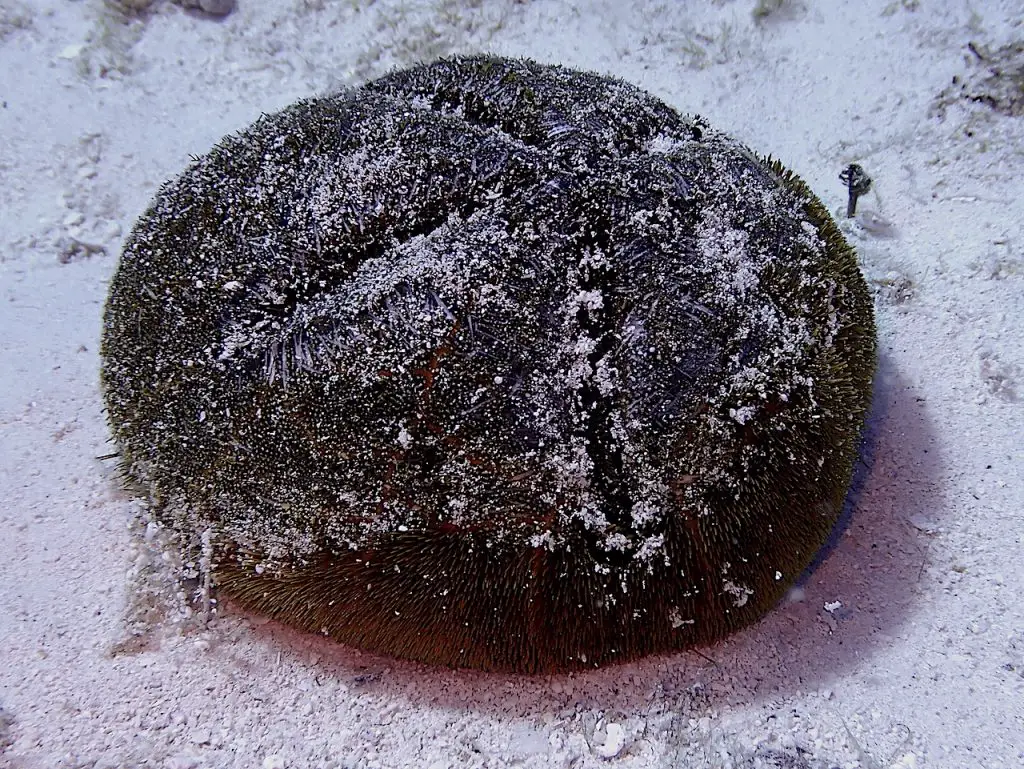 Top side of red heard urchin partially covered in sand.