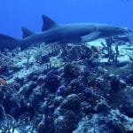 Sharks of Cozumel: Which Types Can Divers See?