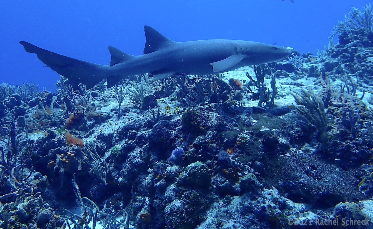 You are currently viewing Sharks in Cozumel: Which Sharks Can Divers See?