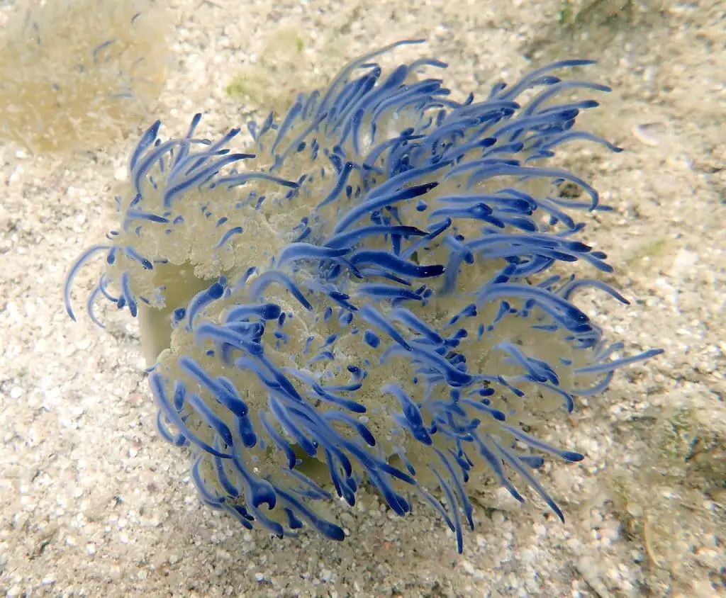 Rare species of upside-down blue jellyfish in Cozumel's Northern mangrove.