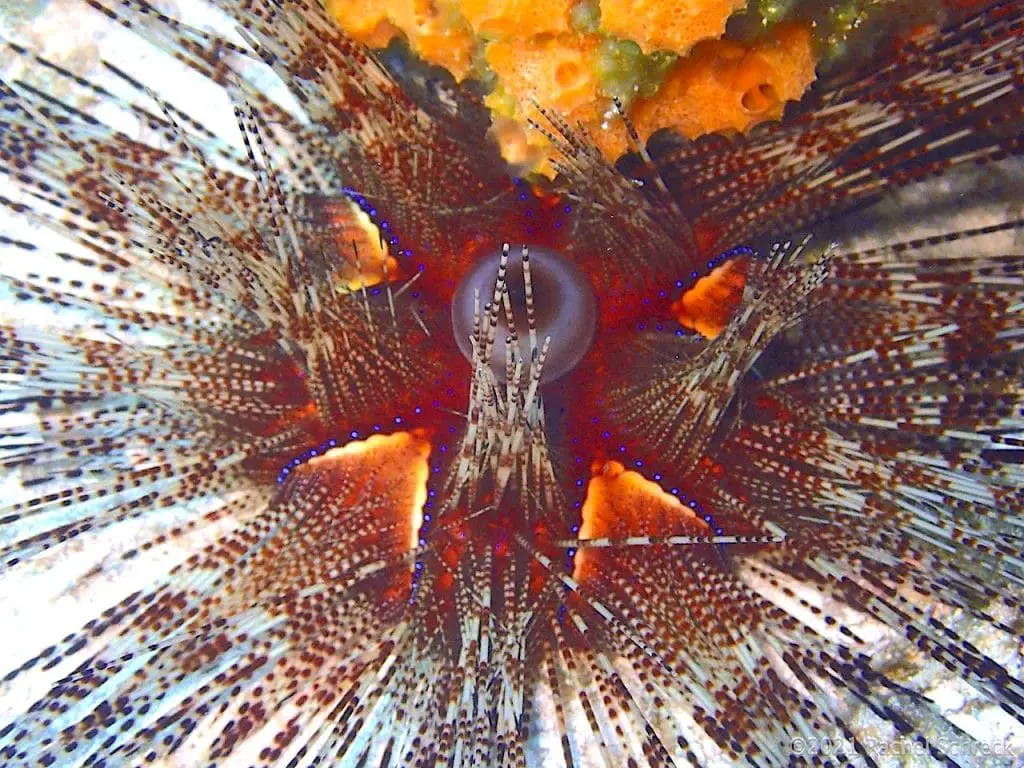 Magnificent urchin in the Caribbean with iridescent blue dots and long spines.