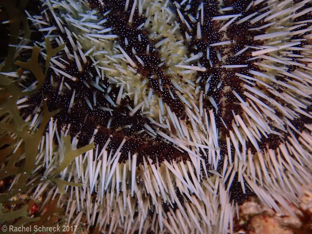 Close up of spines on a dark red and white spined West Indian sea egg urchin.