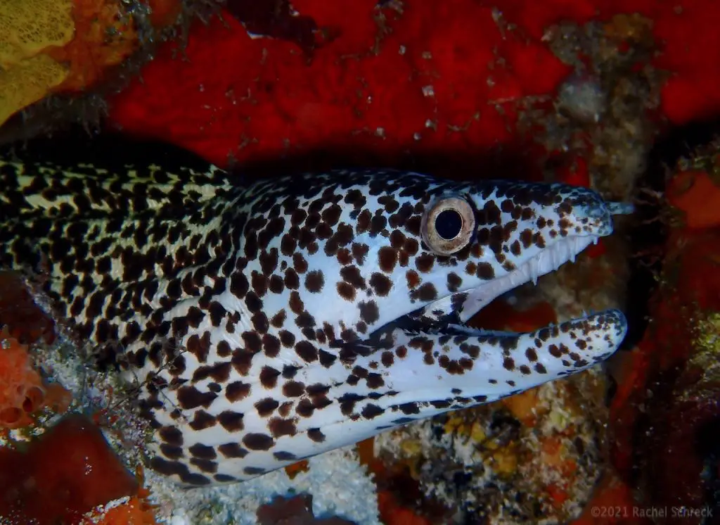 Spotted moray eel profile portrait with mouth open and teeth exposed.