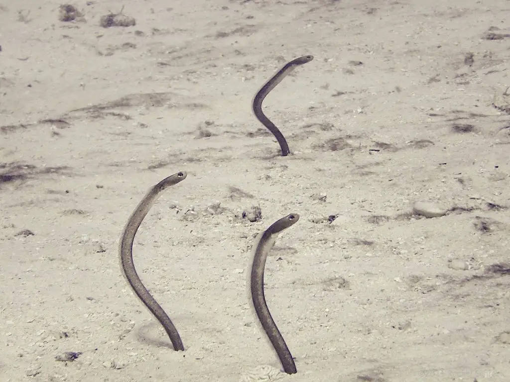 Three garden eels in sandy bottom of the ocean in Cozumel.