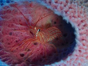 Large red striped peppermint shrimp hiding out in pink vase reef sponge in Cozumel, MX.