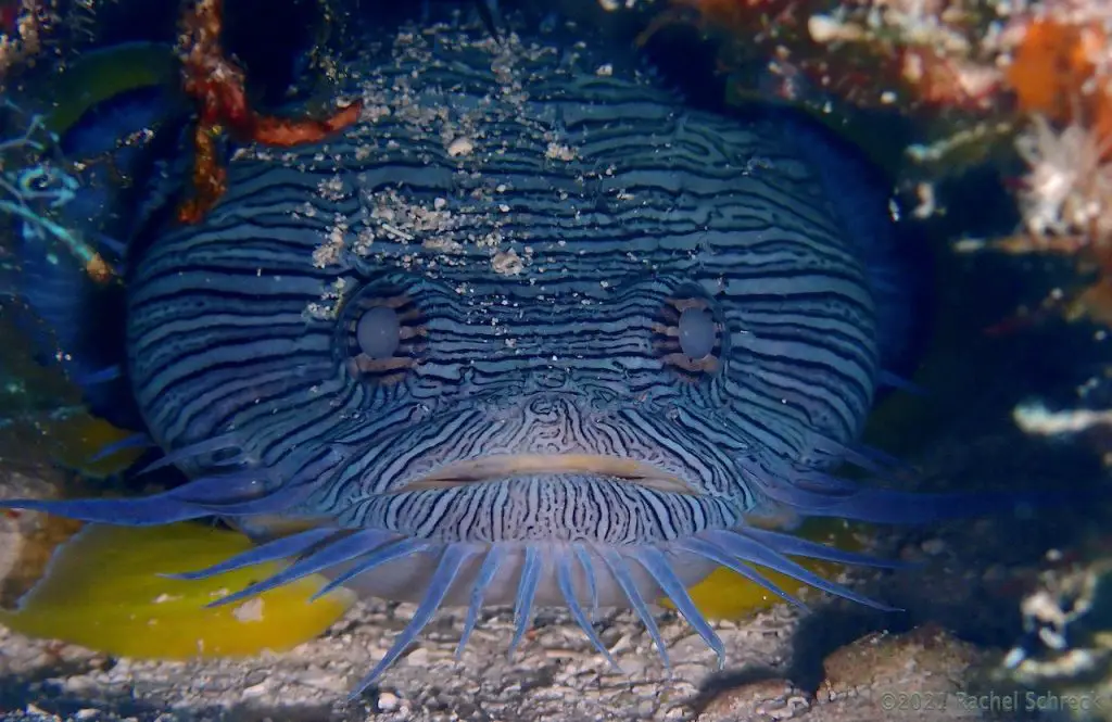 Face-on portrait shot of Cozumel's endemic splendid toadfish with blue stripes and bright yellow fins. 