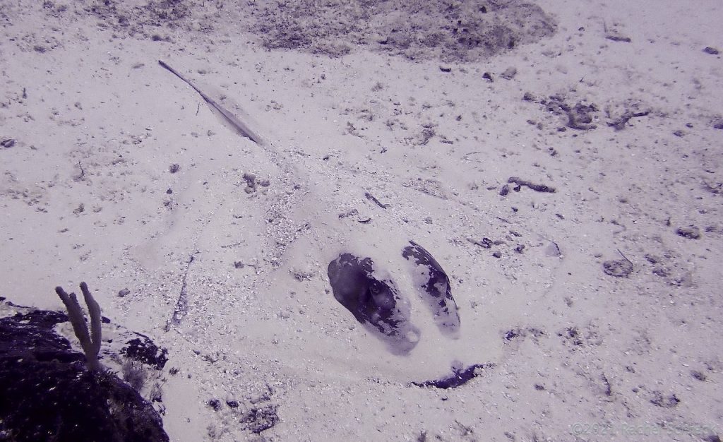 Large southern stingray mostly buried in white sand of ocean floor in Cozumel, Mexico. 