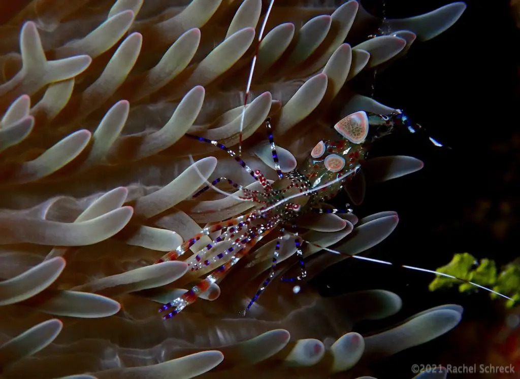 Spotted cleaner shrimp in arms of a sun anemone on a reef in Cozumel. 