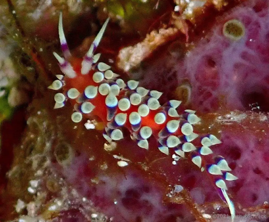 Tiny flabellina style nudibranch in shallow area of a Cozumel reef. 