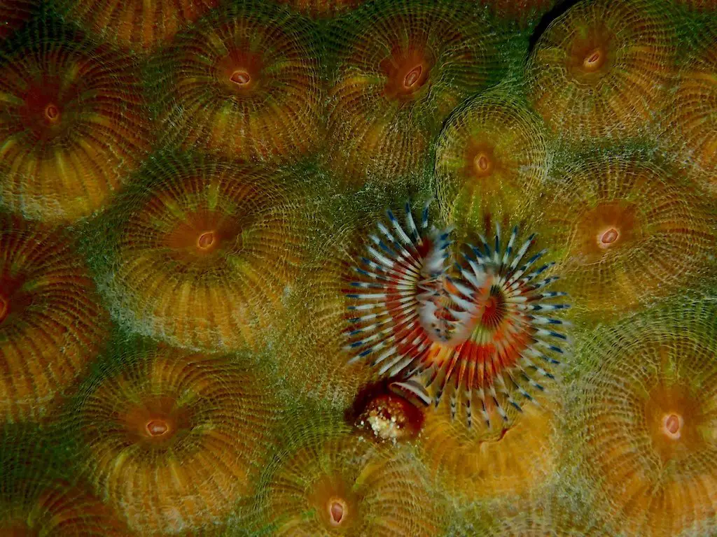 Horseshoe tubeworm on pina coral in Cozumel reef. 