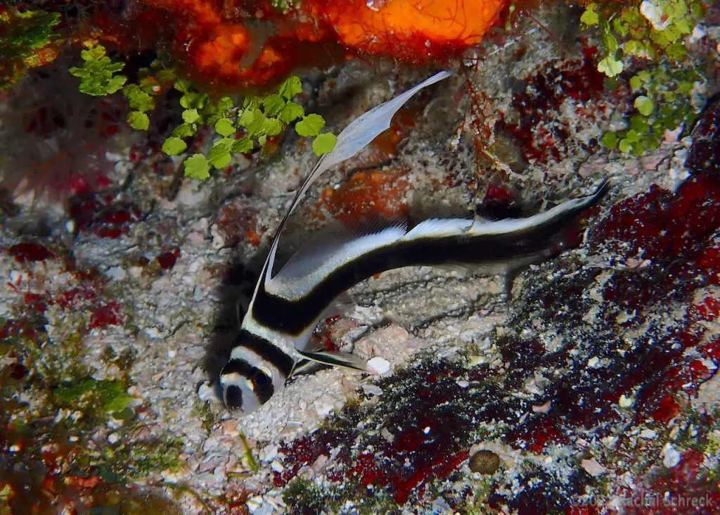 Juvenile spotted drumfish with long dorsal and tail fins and sharp black markings. 