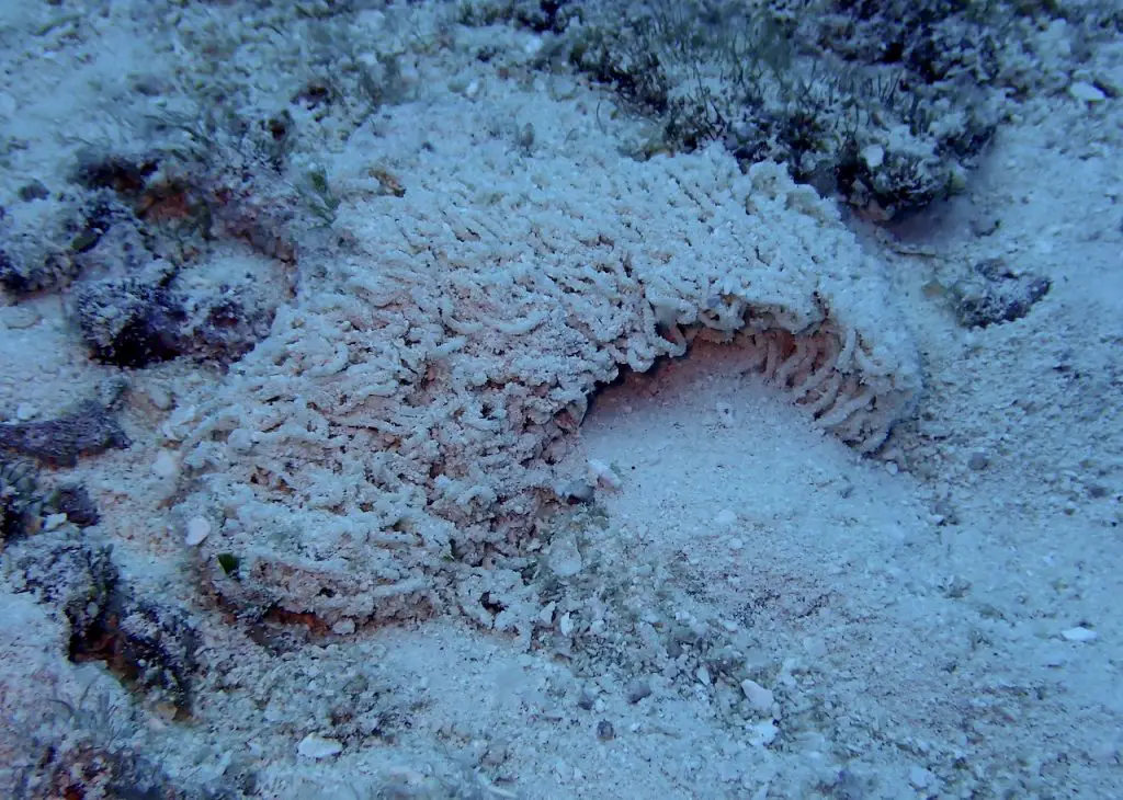 Large mass of queen conch eggs blending into the sand and rubble of the shallow Cozumel sea floor. Photo by author.