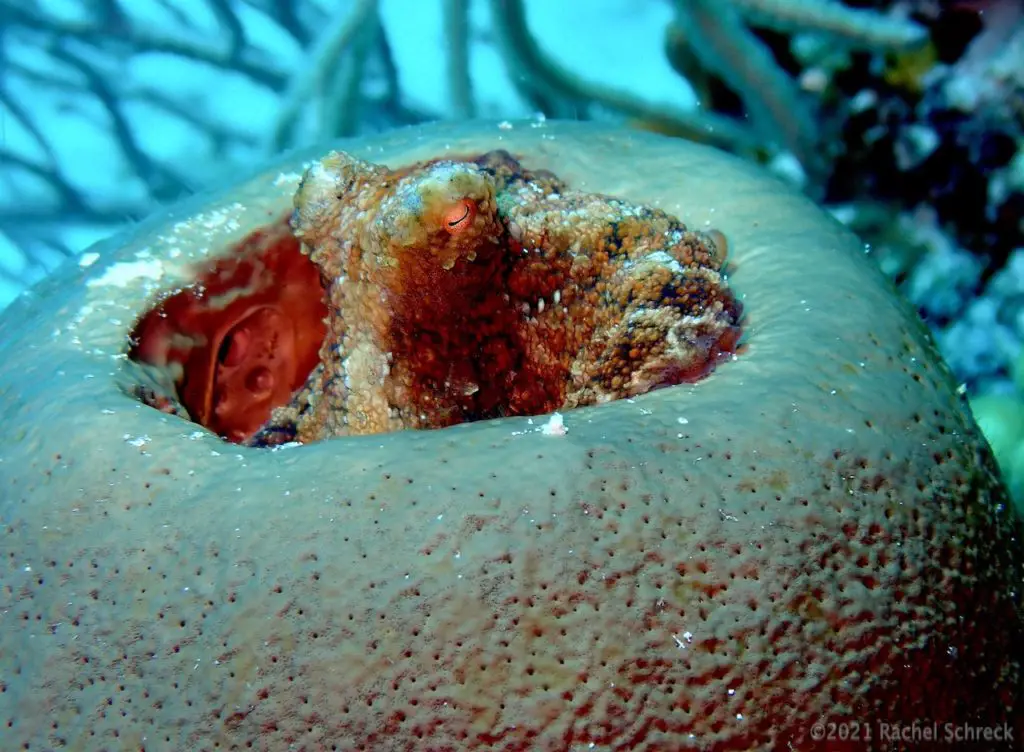 Small reef octopus hiding in hollowed out sponge. 