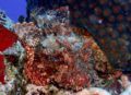 Scorpionfish blending in with multicolored coral background.