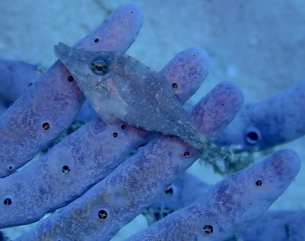 Juvenile filefish blending with purple coral in Cozumel.