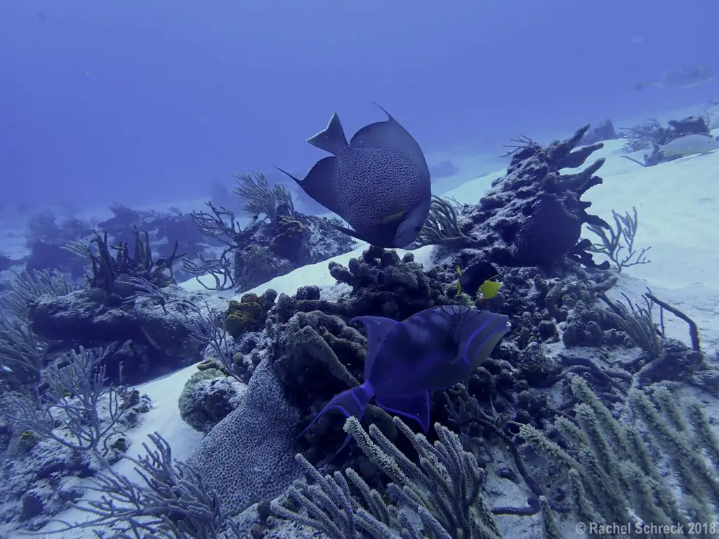 Underwater photo by author of coral reef in Cozumel Mexico with an angelfish and a queen triggerfish in the foreground.