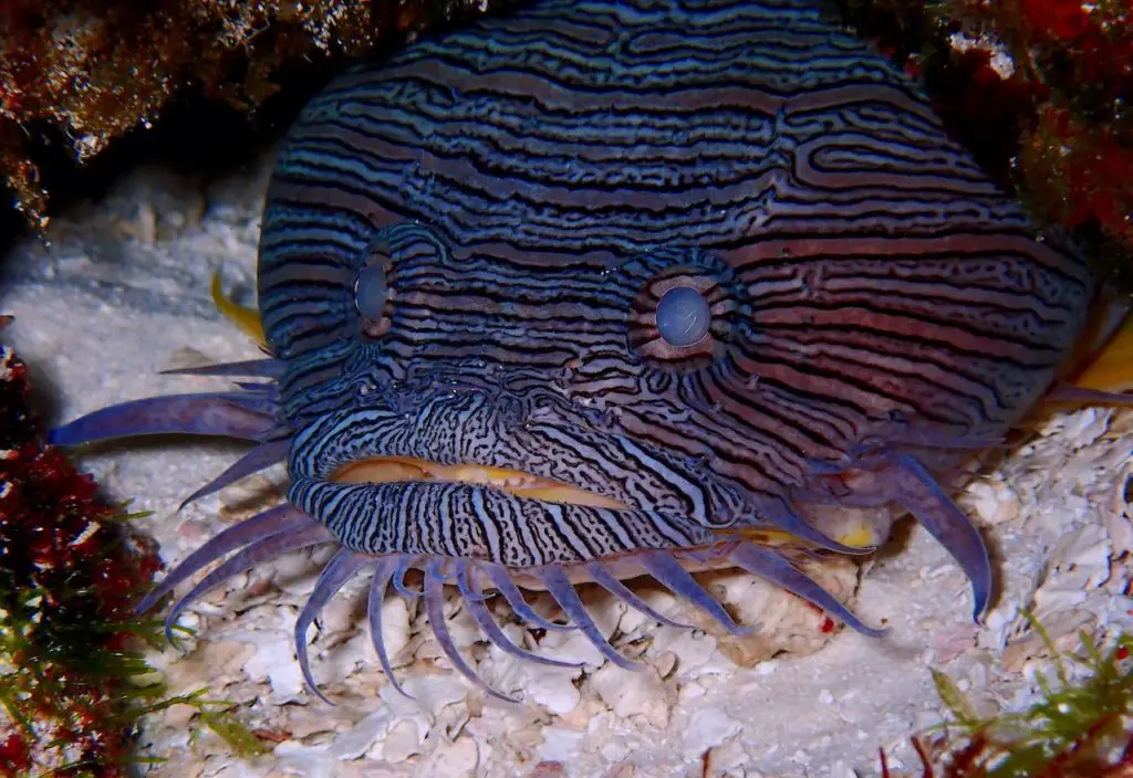 Author's close-up underwater picture of Cozumel's endemic splendid toadfish. 