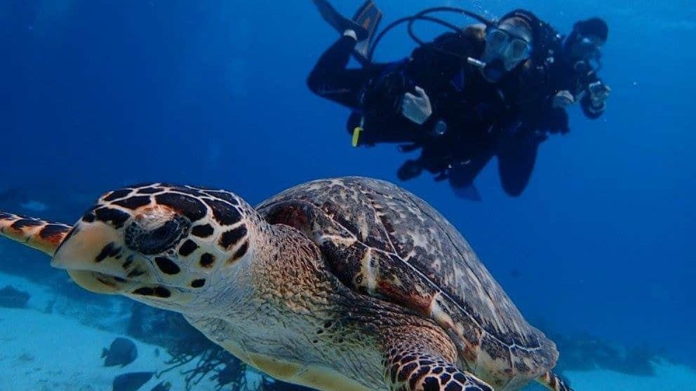 Woman diving with turtle in foreground