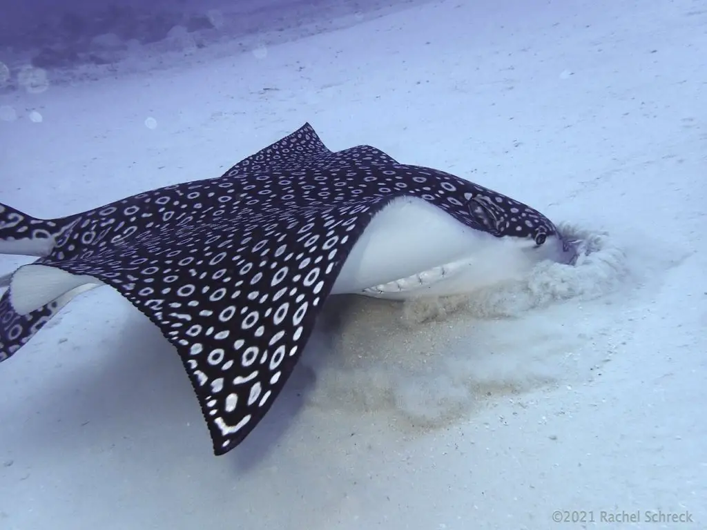 Spotted eagle ray using its beak-like snout to root around in the sand for food.
