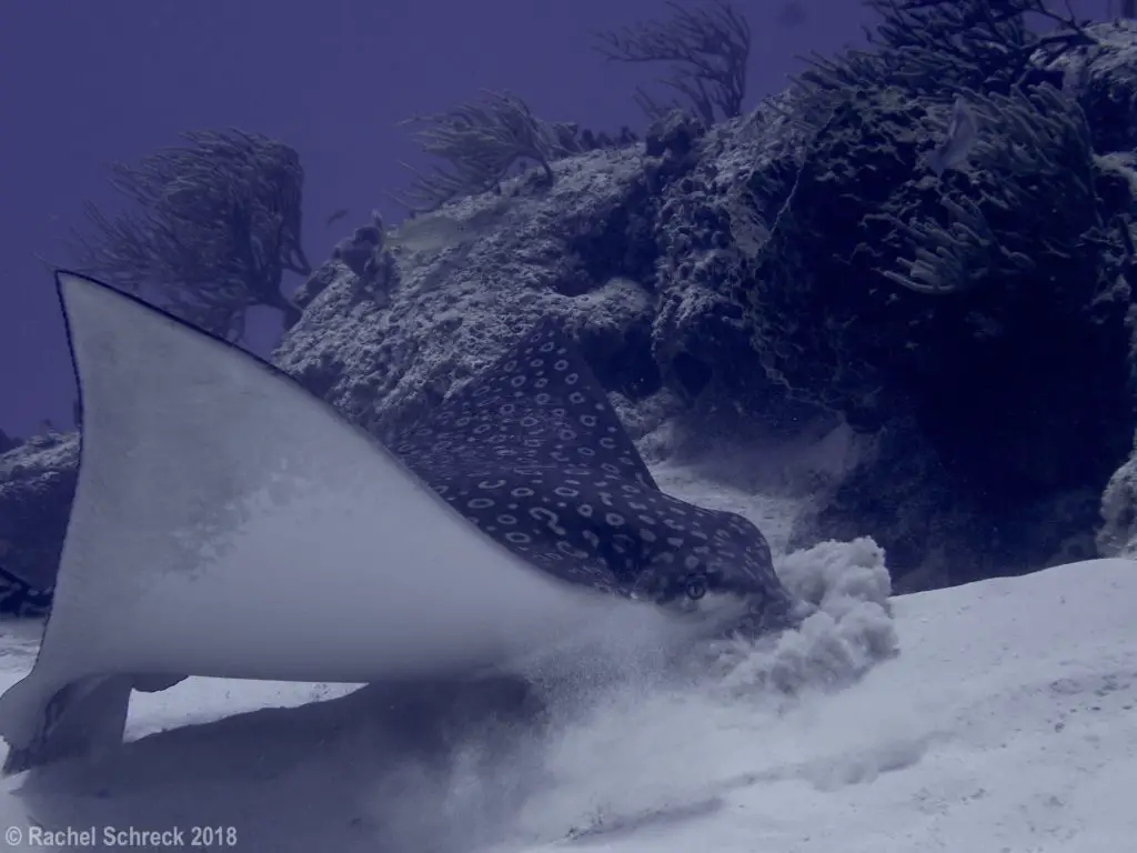 Spotted eagle ray digging with beak in the sand near shallow dive site in Cozumel, Mexico.