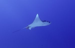 Read more about the article Cozumel Marine Life: Spotted Eagle Rays