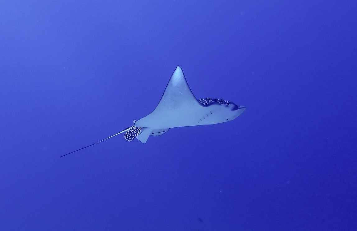 Spotted eagle ray gliding in the blue at Cozumel.