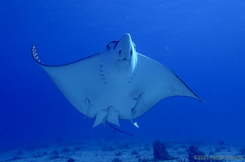 View of eagle ray's underside as it approached diver on the Cozumel coral reef.