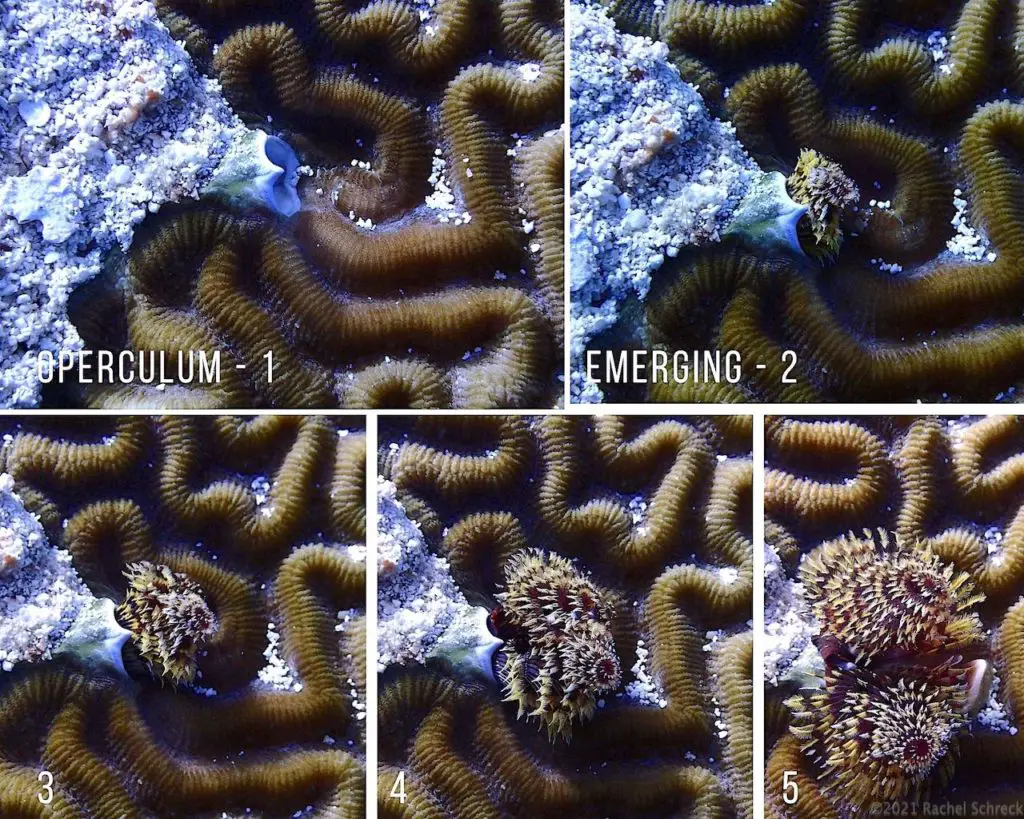 Collage of 5 images showing the gradual emergence of a christmas tree worm from out of its tube's operculum.