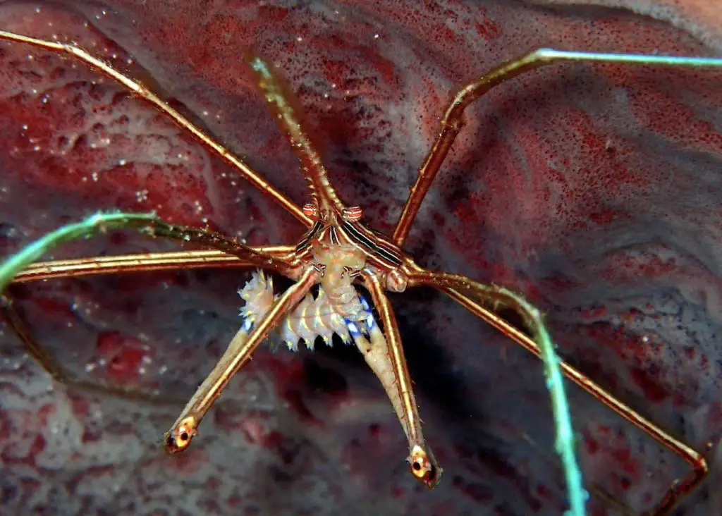 Arrow crab with small fireworm in its claws.