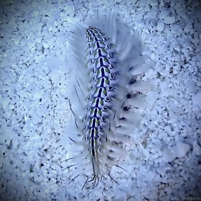 White bristled worm on the sandy ocean floor of Cozumel's marine park.