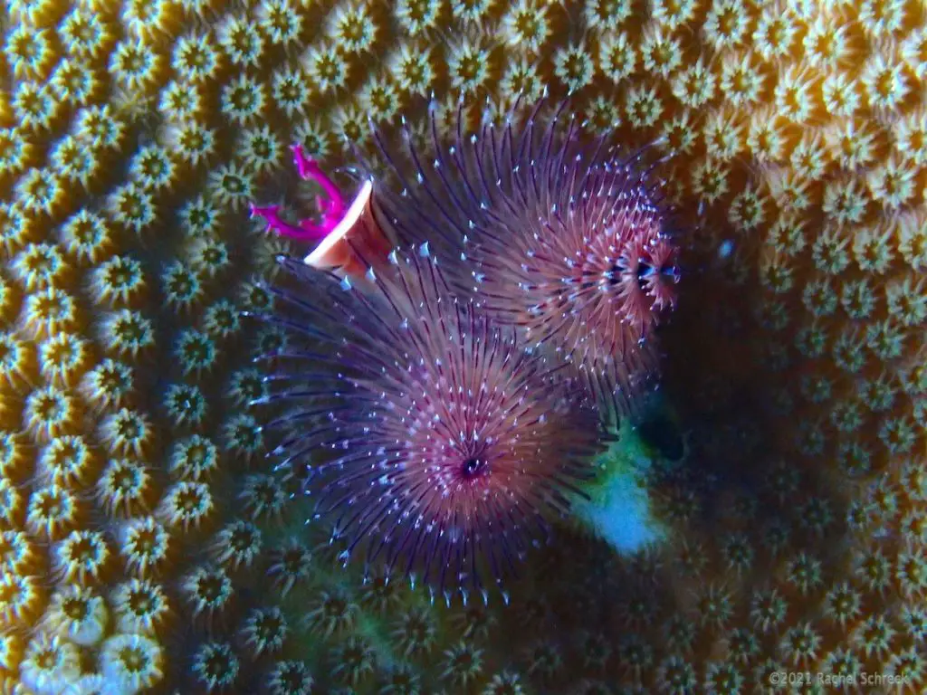Christmas tree worm with purple radioles and purple antennae-looking growths.