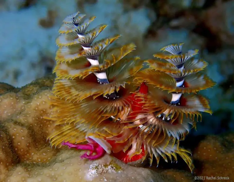Dual spiral radioles of a Caribbean marine worm known as the Christmas tree worm.