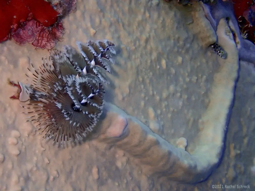Christmas tree worm emerging out of long burrowed tube on ship wreck C-53 in Cozumel.