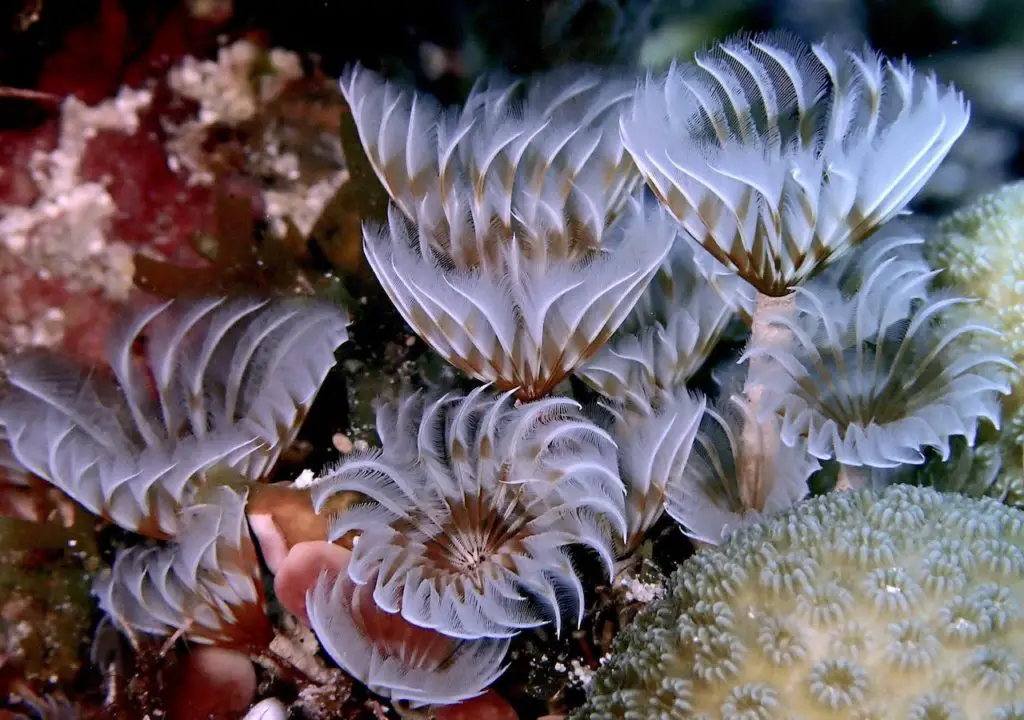 A cluster of so-called social feather duster worms underwater in Cozumel.