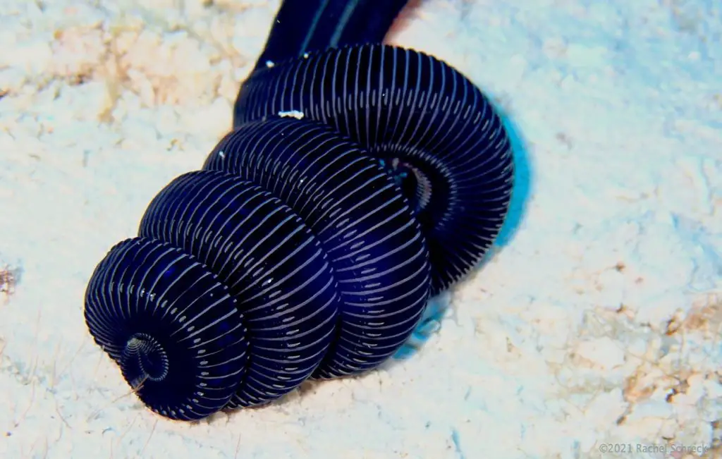 Dark blue hose-like creature emerging from below the sand and coiling up.