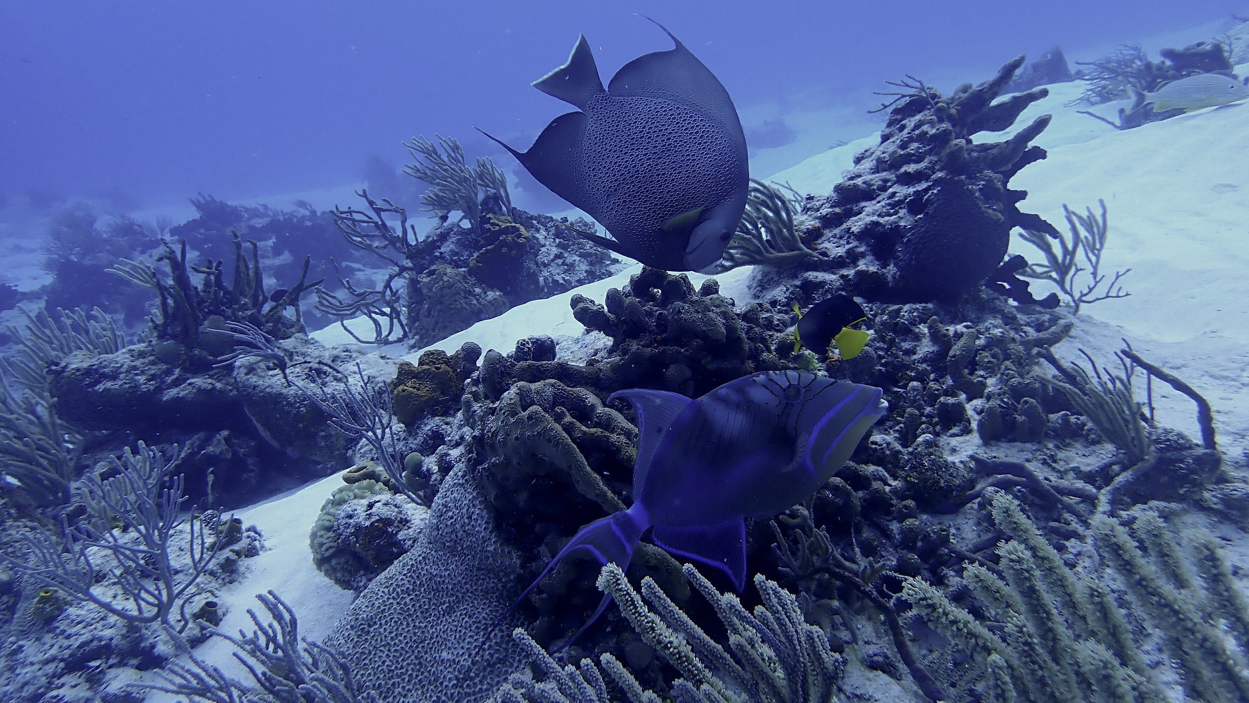 Underwater photo of triggerfish and angelfish on coral reef in Cozumel, Mexico.